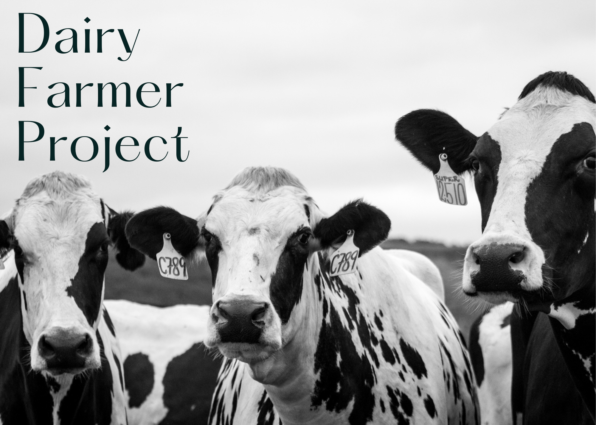 Dairy Farmer Project reading
